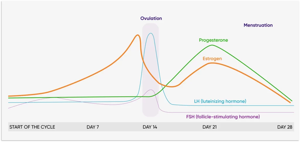 menstruation-scaled-2-metaponin-sg